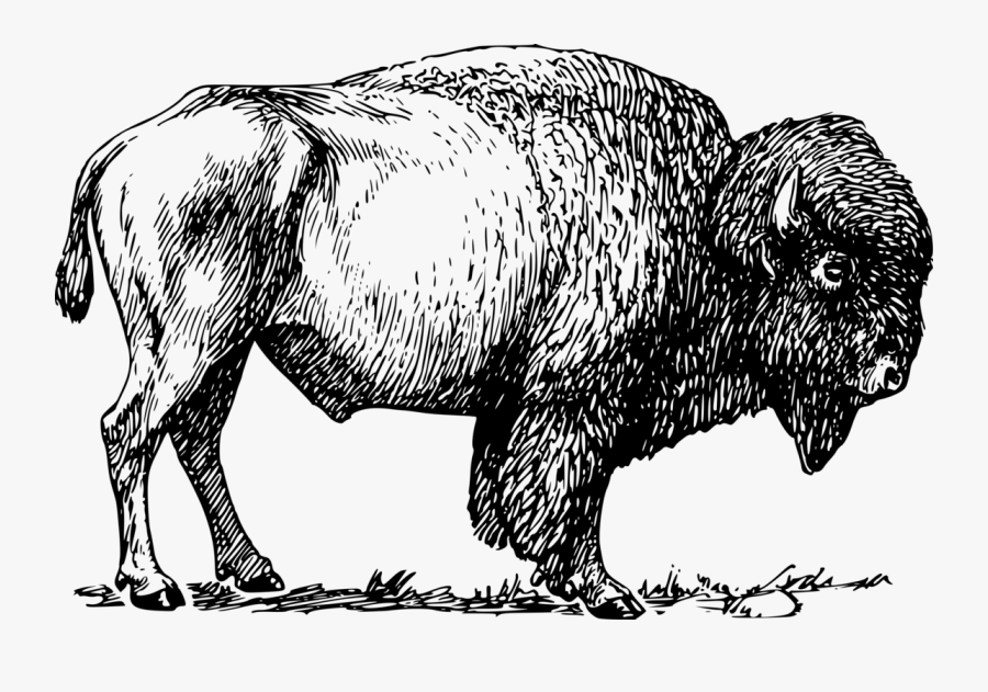 Drawing Of A Bison, Transparent Clipart