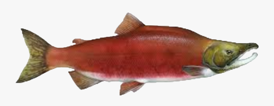 Salmon Clipart - Sockeye Salmon, Transparent Clipart