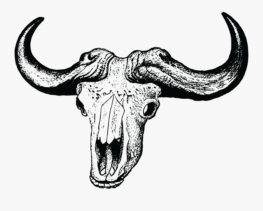 Clip Art Buffalo Skeleton - African Buffalo Skull Drawing, Transparent Clipart