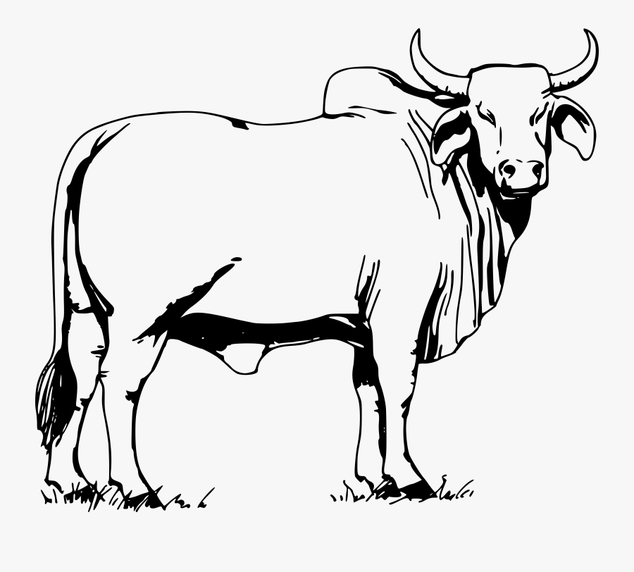 Collection Of Free Buffalo Drawing Outline Download - Bull Clipart Black An...
