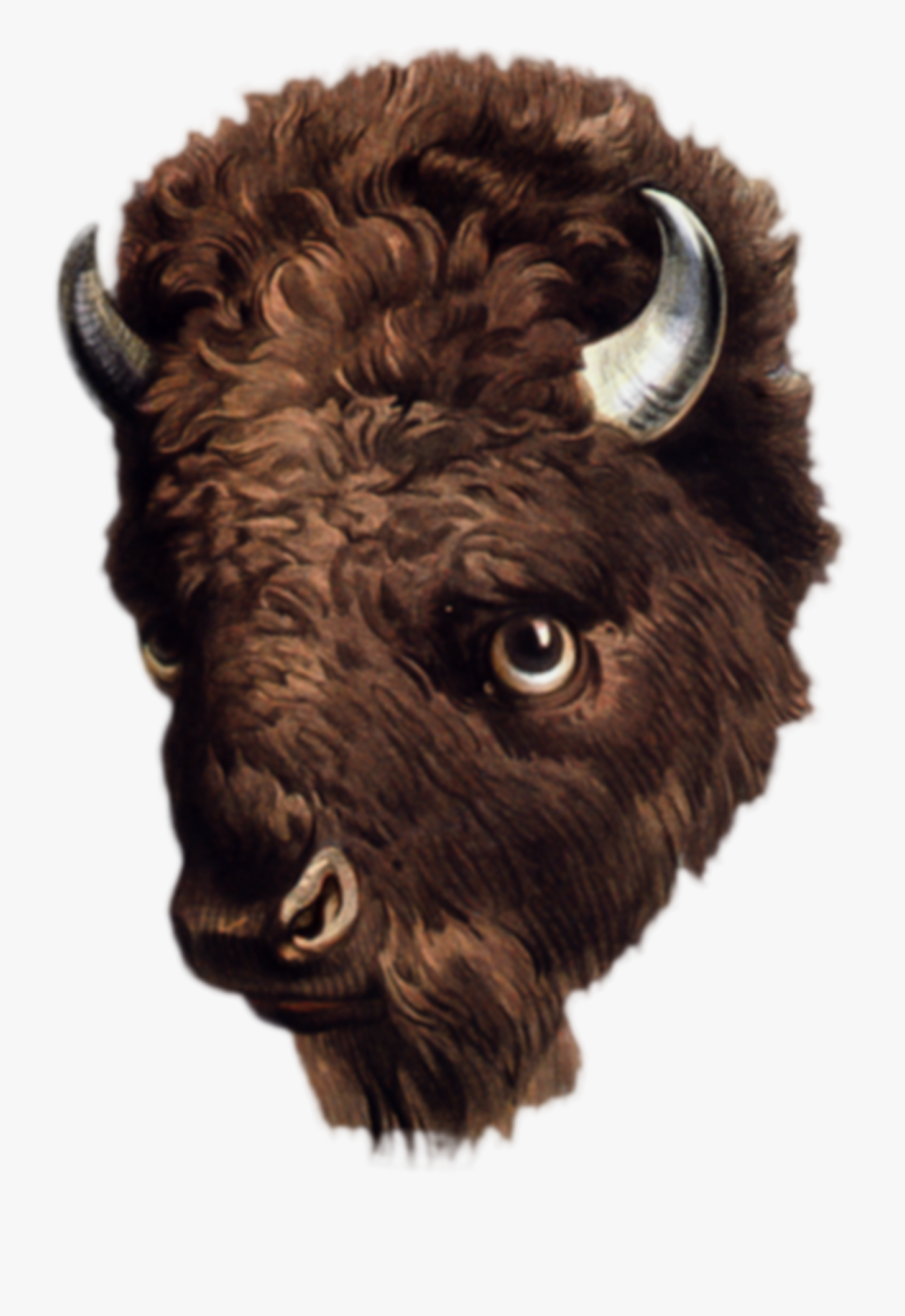 Transparent Free Buffalo Clipart - Buffalo Head Transparent Background, Transparent Clipart