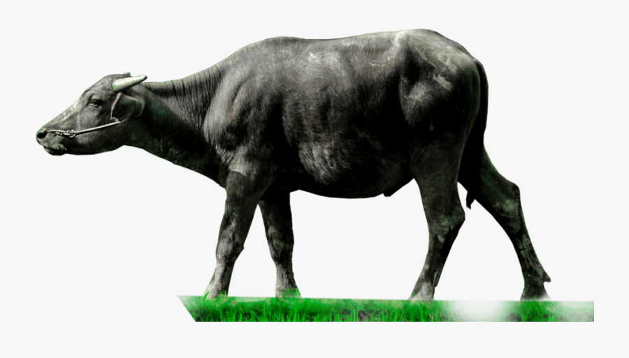 Transparent Cartoon Animals Png - Indian Buffalo Png, Transparent Clipart