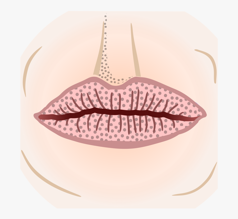 Eyelash,mouth,lip - Drawing, Transparent Clipart