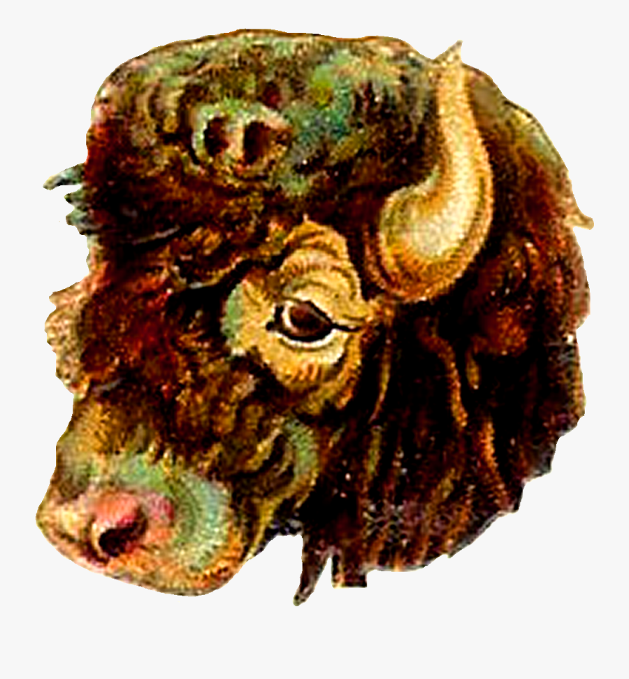 Buffalo Animal Digital Clip Art - Bison, Transparent Clipart