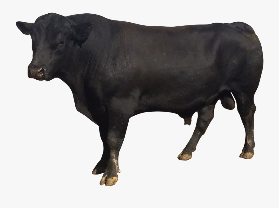 Png Images Pluspng Bull - Ox Png, Transparent Clipart