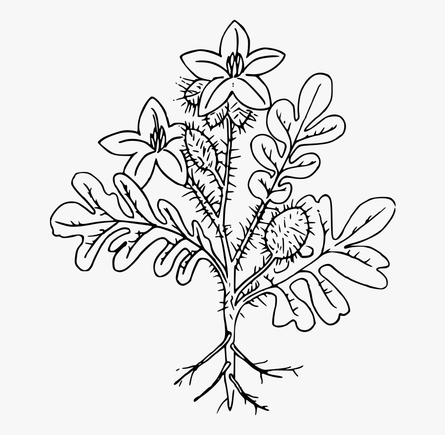 Line Art,plant,flora - Buffalobur Drawing, Transparent Clipart