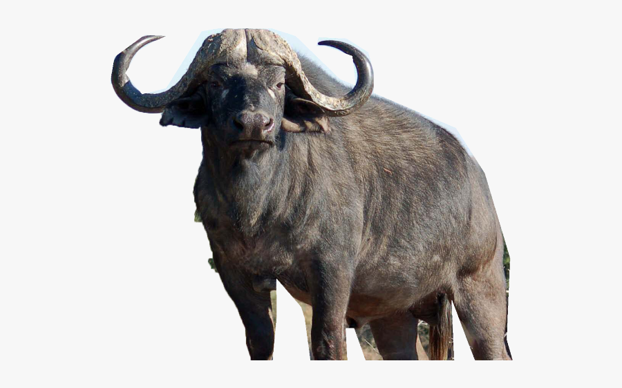 African Buffalo, Transparent Clipart