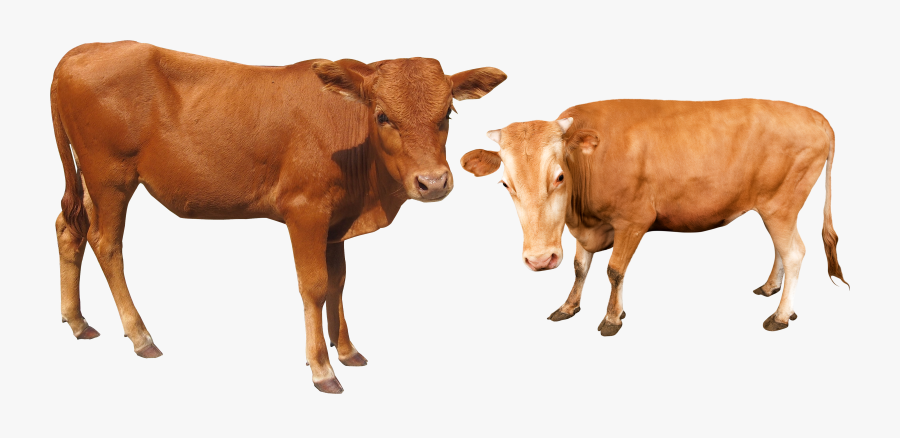 Cattle Water Buffalo Cow And Bafelo Png - Png Bafalo, Transparent Clipart