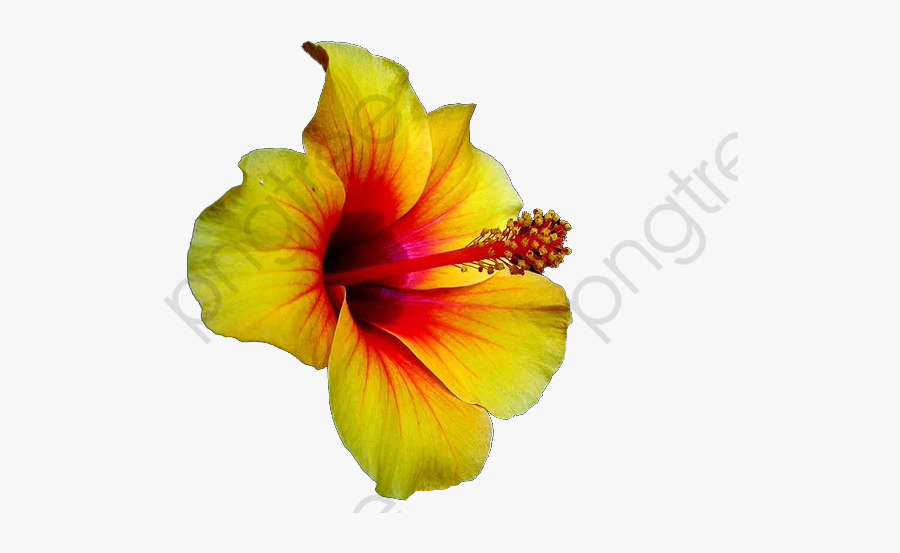 Hibiscus Clipart Rosa - Гавайские Цветы Пнг, Transparent Clipart
