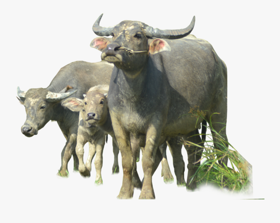 Buffalo Png Image Vector - Khwab Mein Bhains Dekhna Ki Tabeer, Transparent Clipart