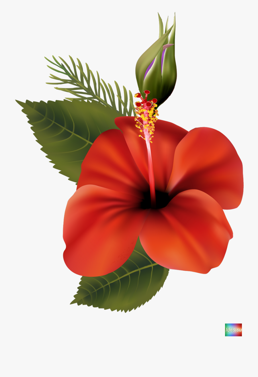 Hibiscus Clipart Shoe - Red Hawaiian Flowers Transparent Background, Transparent Clipart
