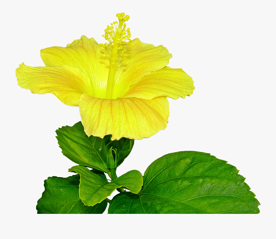 Transparent Yellow Hibiscus Clipart - Flower With Pistil Png, Transparent Clipart