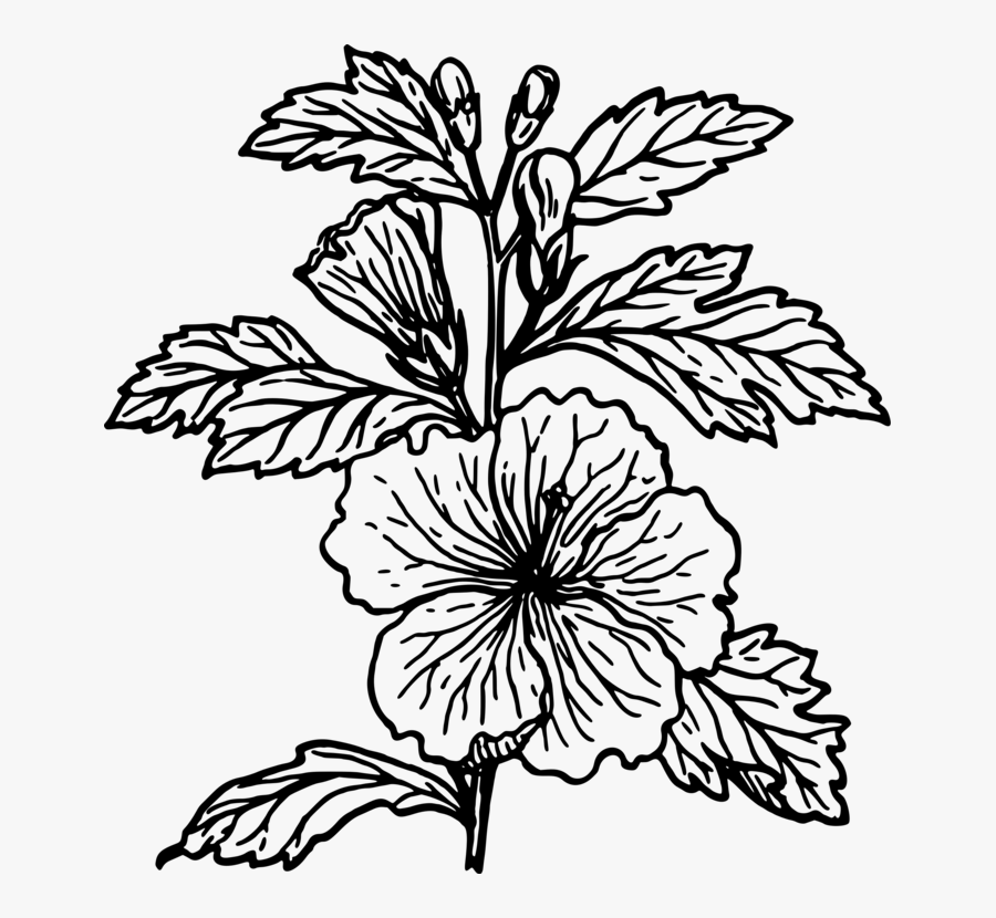 Collection Of Free Hibiscus Drawing Flower Download - Hibiscus Plant Black And White, Transparent Clipart