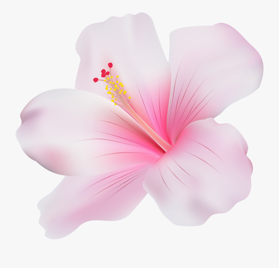 Hawaiian Hibiscus, Transparent Clipart