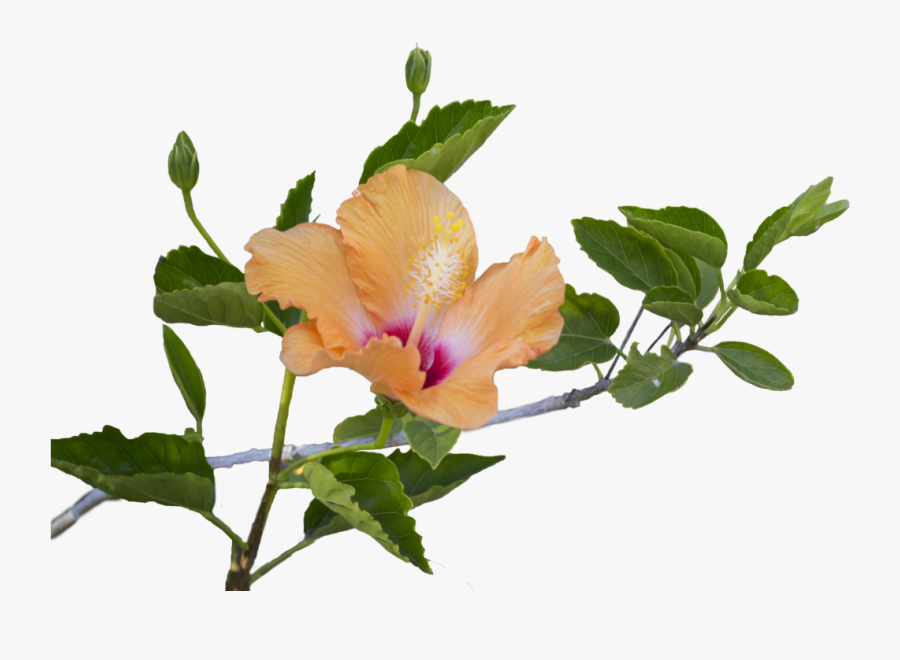 Hibiscus Flower And Leaves Clipart , Png Download - Hibiscus Flower