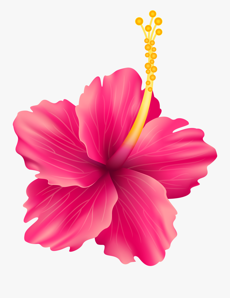 Hibiscus Clipart Pink, Transparent Clipart