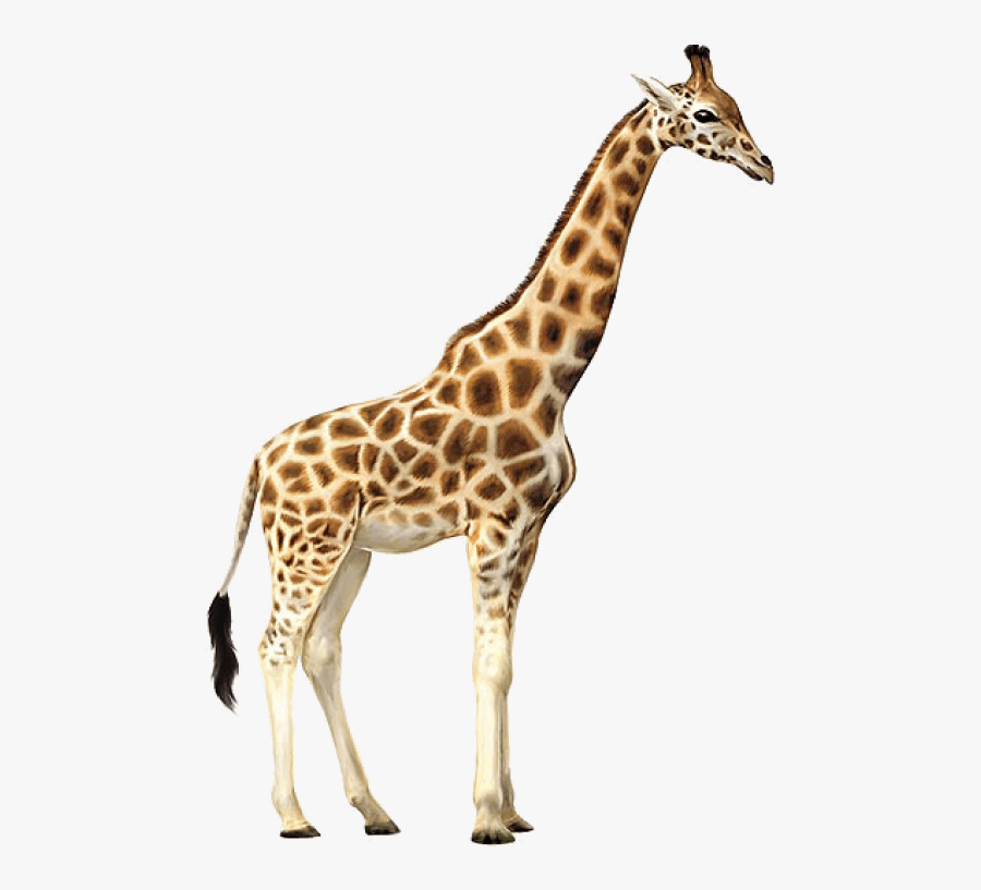 Clip Art Png Free Images Toppng - Giraffe Transparent Background, Transparent Clipart