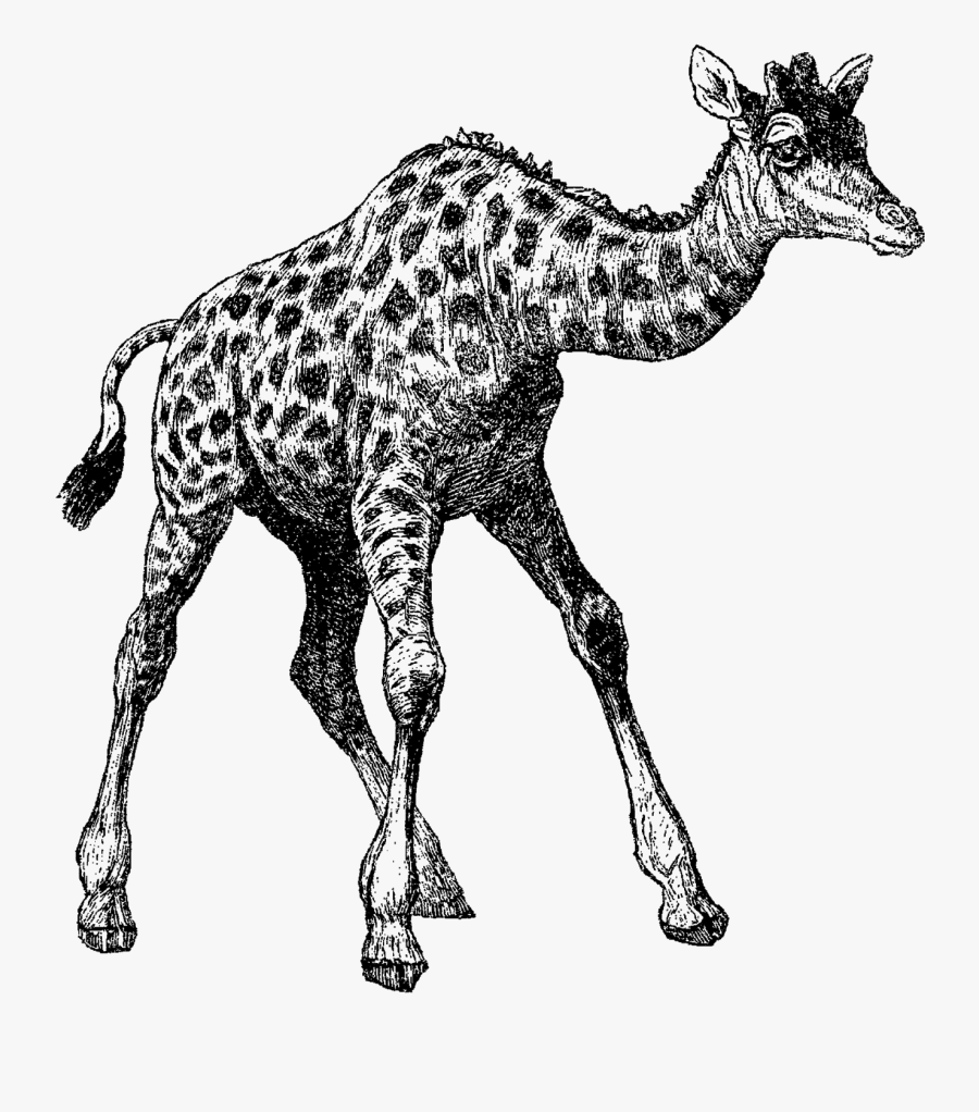 Vintage Animal Illustration Png, Transparent Clipart