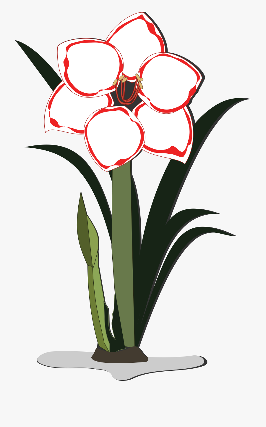 Hibiscus Clipart Amarylli Flower - Amaryllis Flower Yellow Clip Art, Transparent Clipart