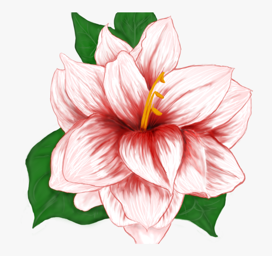 Transparent Hibiscus Clipart - Lily, Transparent Clipart