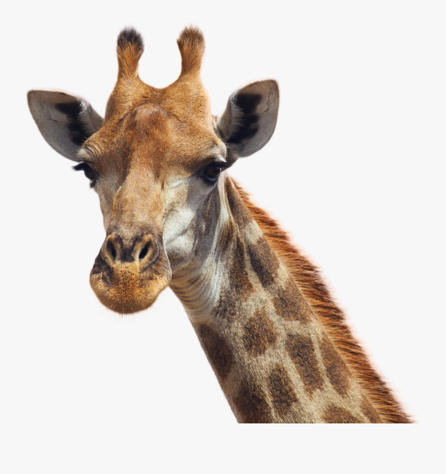 Giraffe Png, Transparent Clipart