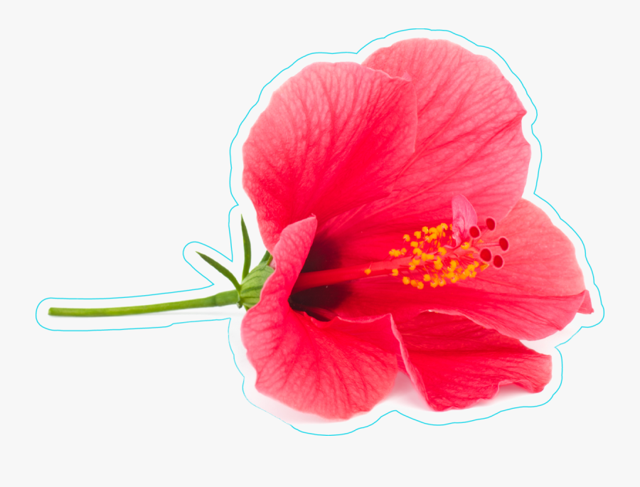 Fresh Hibiscus Flower Sticker - Gumamela White Background, Transparent Clipart