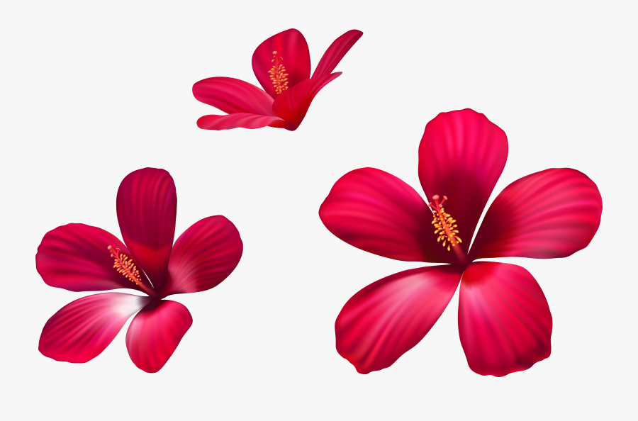Exotic Pink Flowers Png, Transparent Clipart
