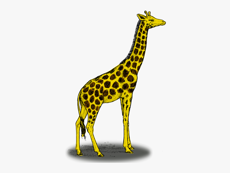 Colored Giraffe - Color Is A Giraffe, Transparent Clipart