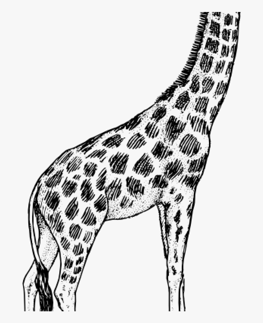 Giraffe Clipart Black And White Giraffe Drawing Clip - Giraffe Drawing Side View, Transparent Clipart