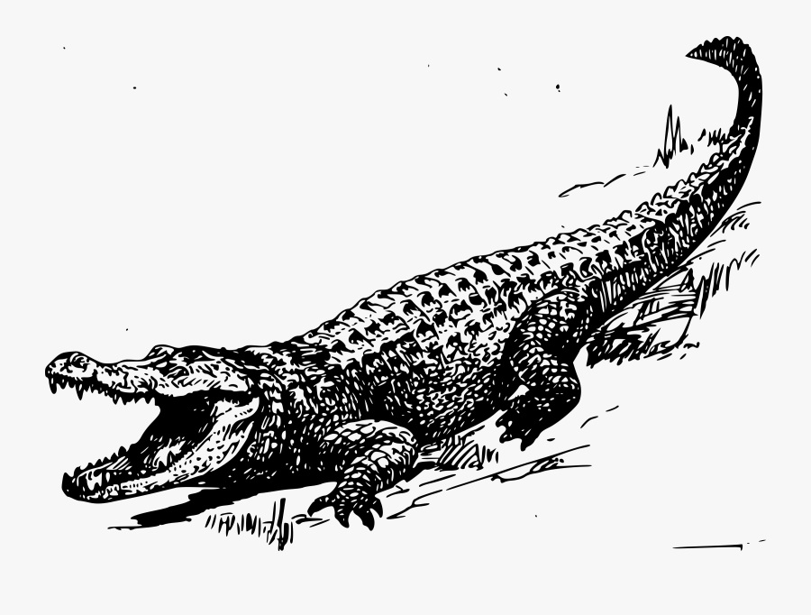 Alligator - Alligator Drawing Black And White, Transparent Clipart