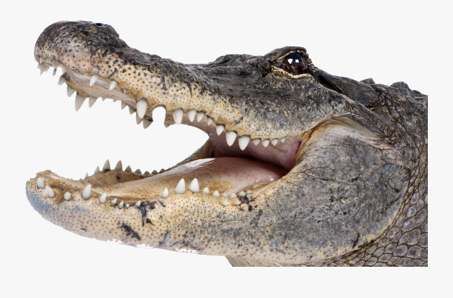 Hd Crocodile Head Right - Crocodile With Shark Teeth, Transparent Clipart
