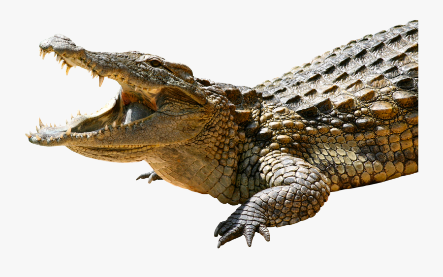 Crocodile Transparent, Transparent Clipart