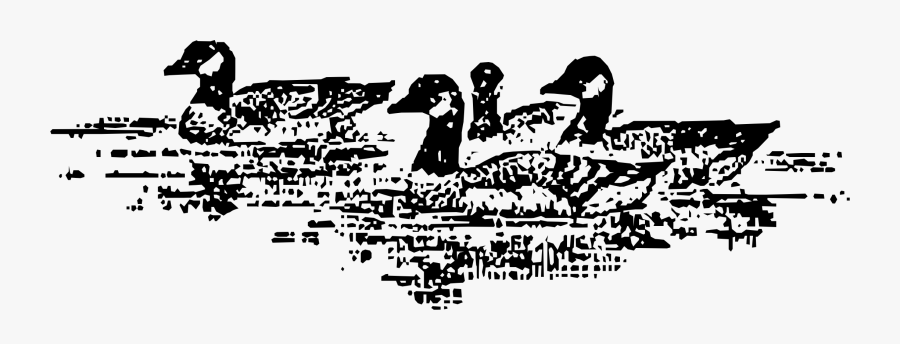 Aleutian Geese Swimming - Illustration, Transparent Clipart