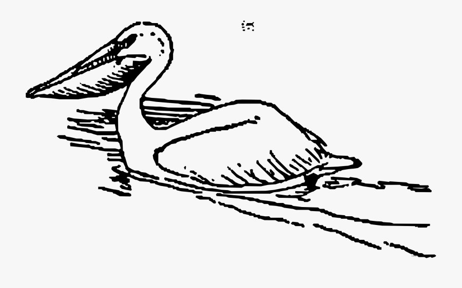 Pelican Swimming - Floating Pelican Clip Art, Transparent Clipart