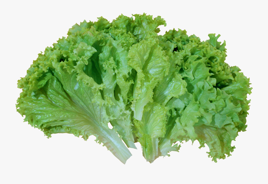 Transparent Background Lettuce Png, Transparent Clipart