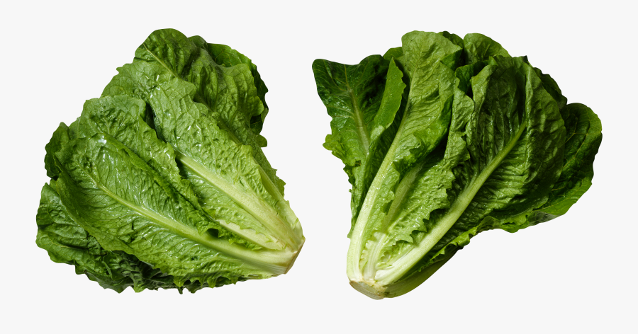 Green Salad Png Image - Romaine Lettuce Head, Transparent Clipart