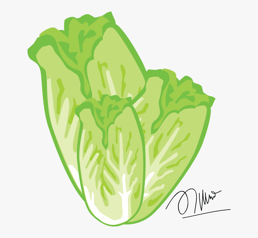 Lettuce Cliparts - Sayur Sawi Vektor, Transparent Clipart