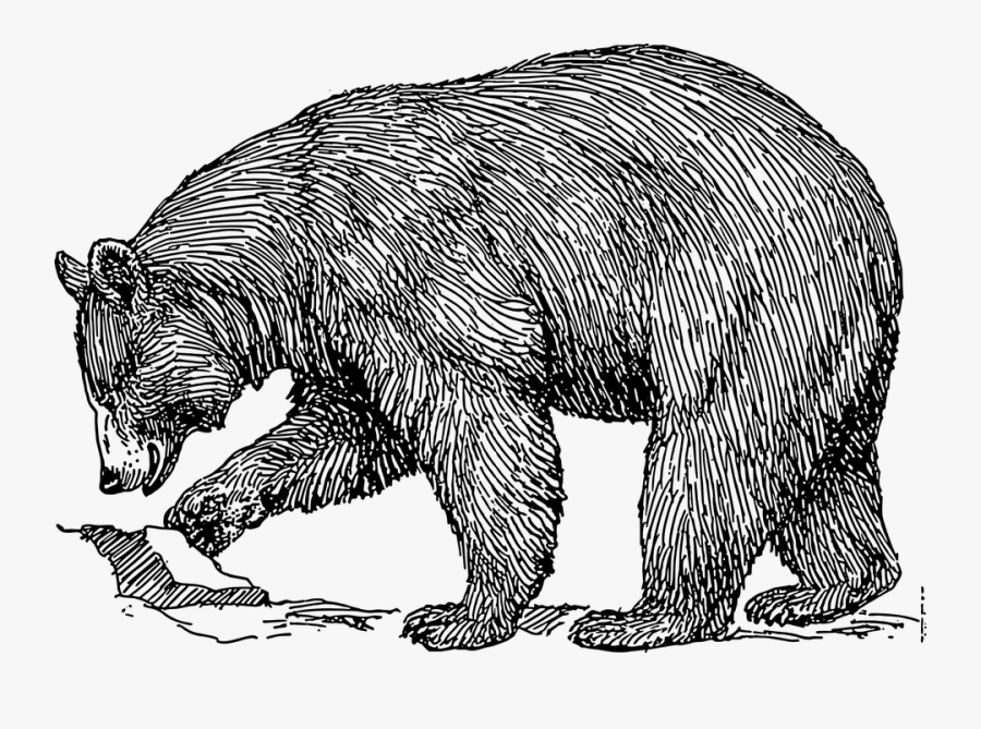 Black Bear - Bears Clipart Black And White, Transparent Clipart