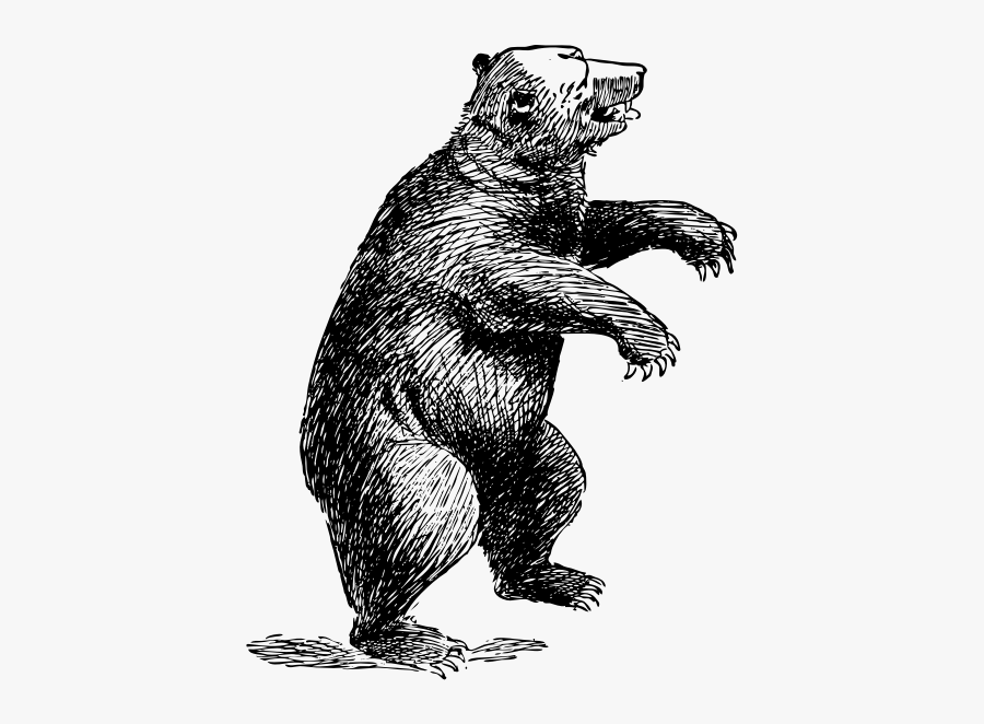 Wildlife,art,grizzly Bear - Standing Bear Drawing, Transparent Clipart