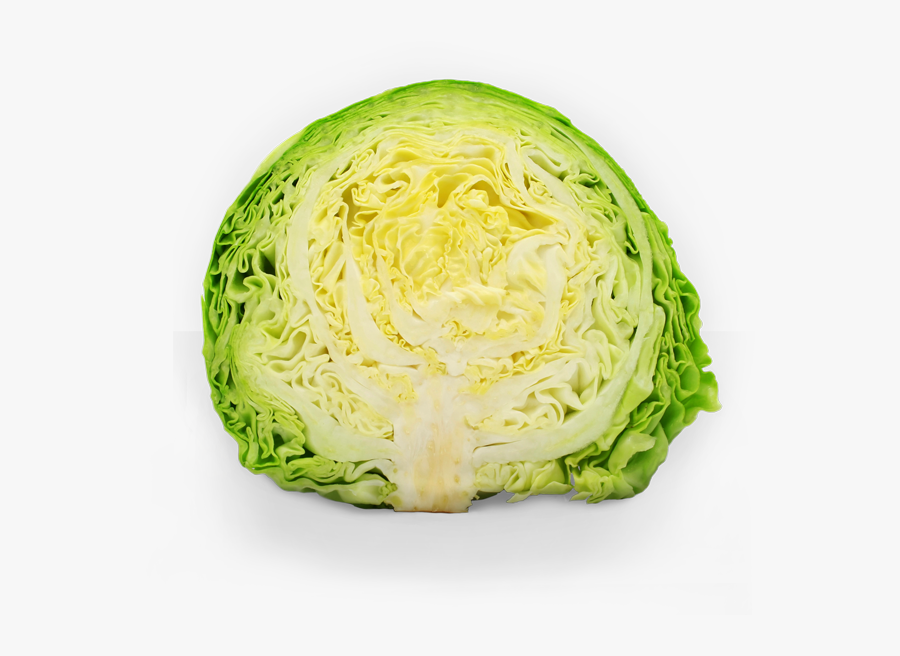 Lettuce Clipart Sauerkraut - Verdura Col, Transparent Clipart