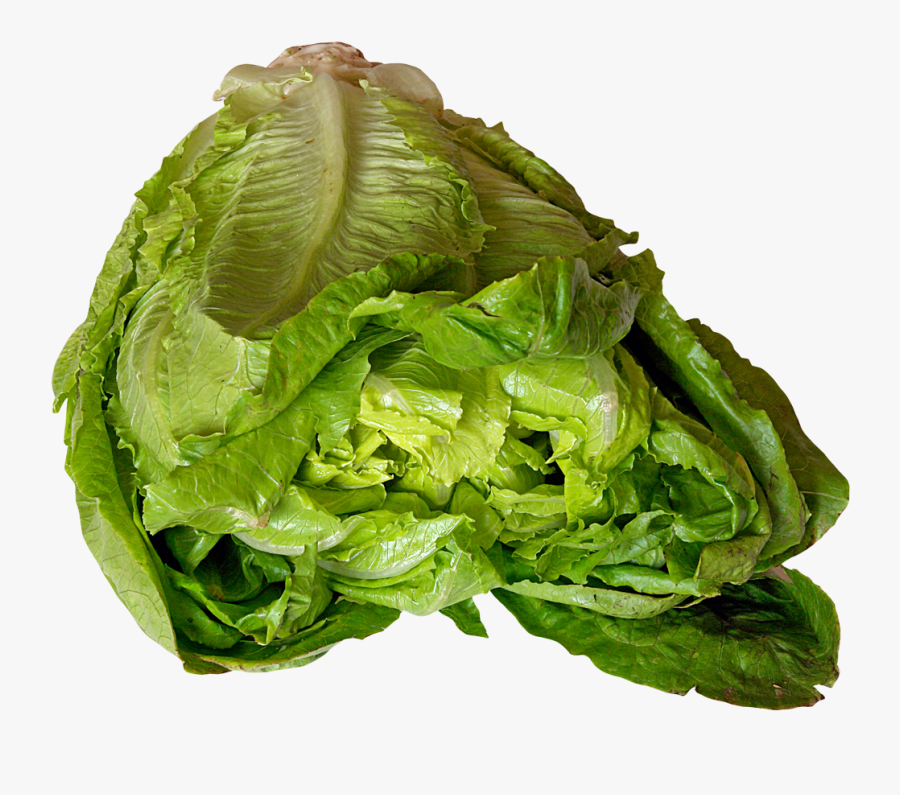 Lettuce, Transparent Clipart