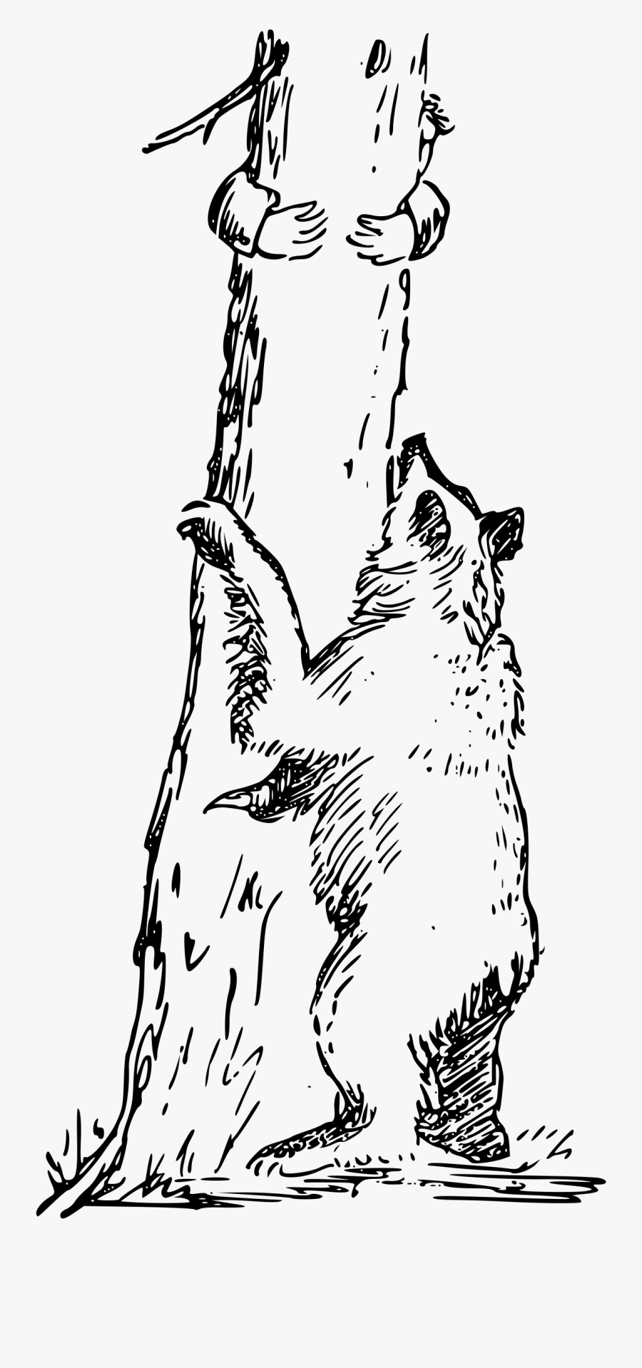 Tricky Situation Jpg Library Library - Bear Climbing Tree Clipart, Transparent Clipart