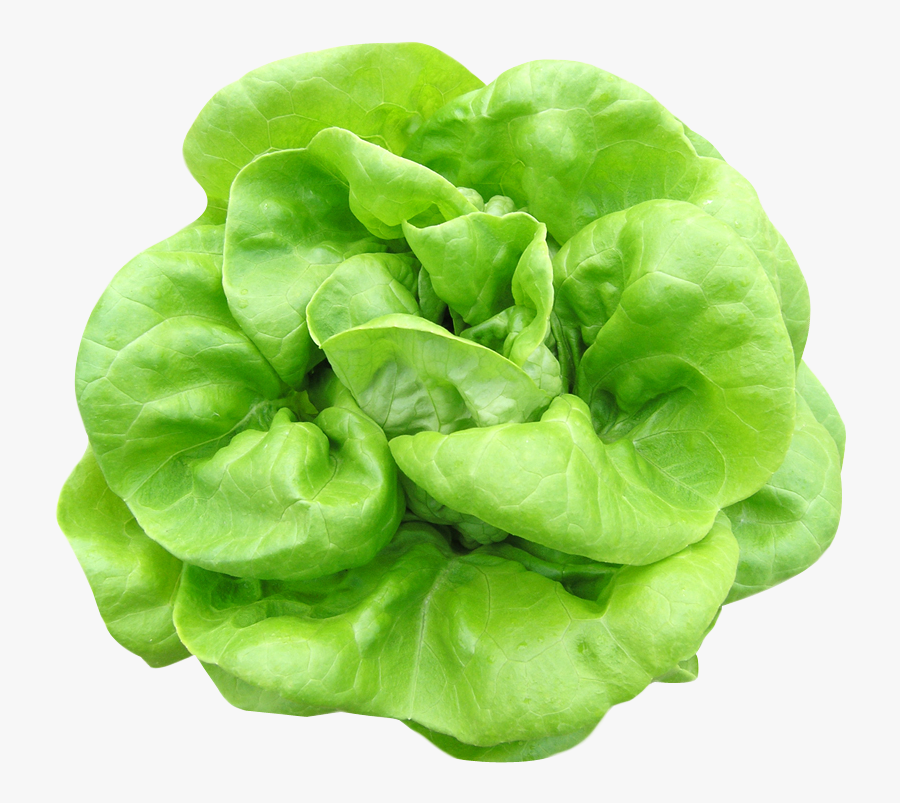 Butterhead Lettuce Png Image, Transparent Clipart