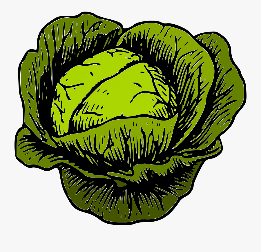 Plant,leaf,tree - Green Cabbage Clipart, Transparent Clipart
