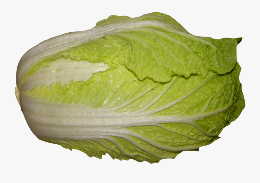Clip Art Napa Vegetable - Napa Cabbage Png, Transparent Clipart
