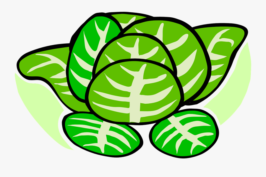 Cabbage, Lettuce, Plant, Vegetables - Cabbage Patch Clip Art, Transparent Clipart