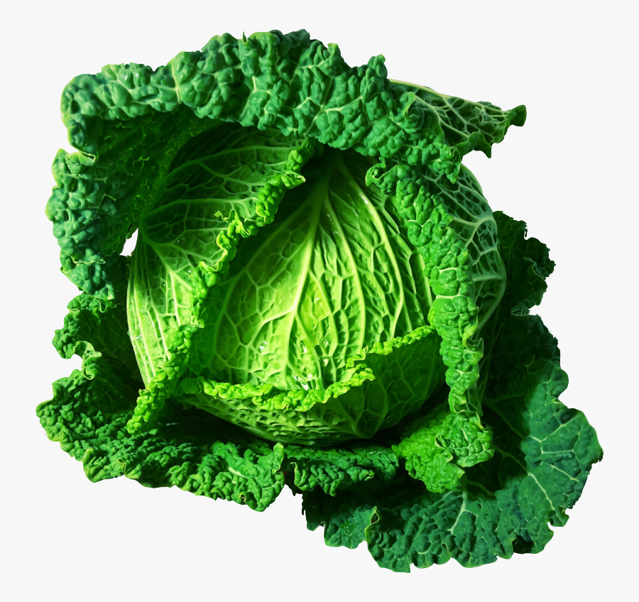Kale,savoy Cabbage,food - Kohl Transparent, Transparent Clipart