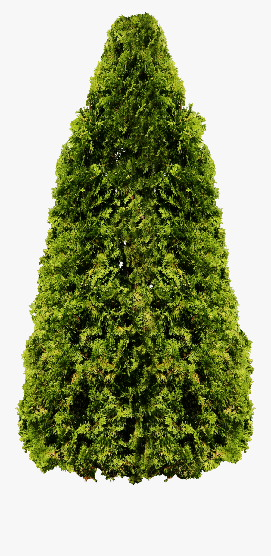 Conifero Png, Transparent Clipart