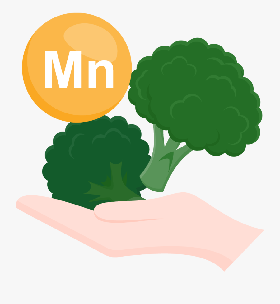 Lettuce Clipart Flat - Illustration, Transparent Clipart