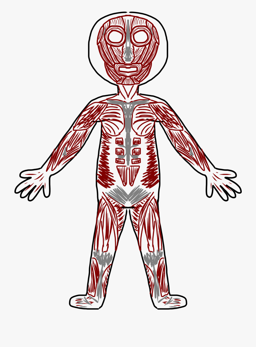 Skeletal Muscle Clip Art - Human Muscular System Clipart, Transparent Clipart